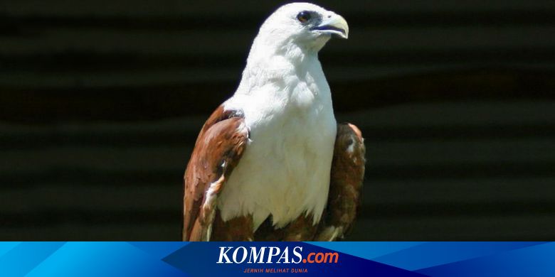 5 Fakta Elang Bondol, Si Maskot Jakarta Yang Kawin Di Udara Halaman All -  Kompas.com