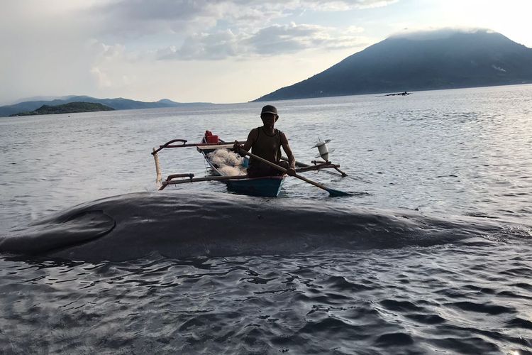 Bangkai paus sepanjang 10 meter ditemukan terdampar di Alor NTT