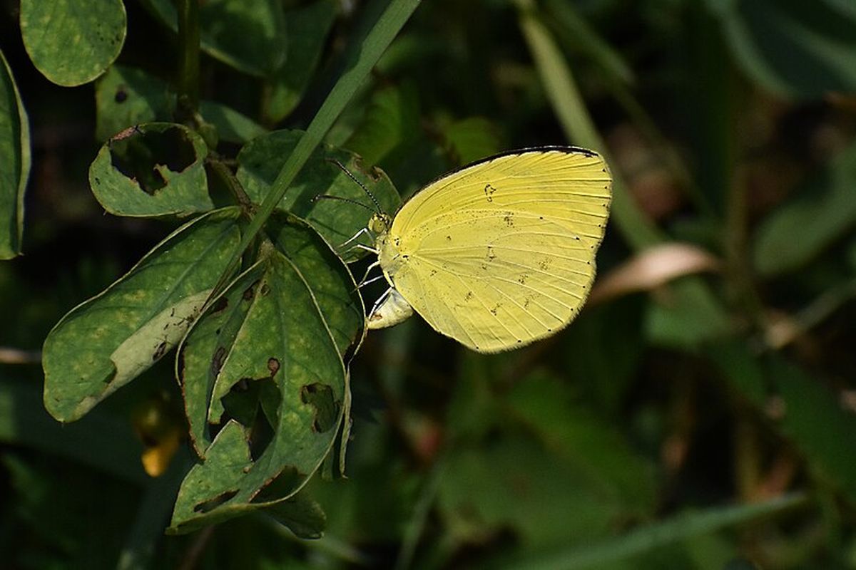 Ilustrasi: Kupu-kupu kuning Eurema hecabe
