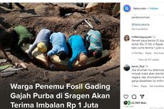 Penemu Fosil Gading Gajah Purba Disebut Dapat Imbalan Rp 1 Juta, Ini Kata Pihak Museum