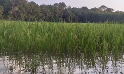 Petani di Bolmong Gagal Panen Akibat Banjir, Kementan Minta Petani Ikut Asuransi untuk Antisipasi