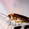 9 Aroma yang Paling Dibenci Kecoak, Ampuh Usir dari Rumah