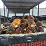 Petani Resah Marak Pencurian Buah Sawit di Bangka Belitung, Pelaku Angkut 1 Ton Pakai Pikap