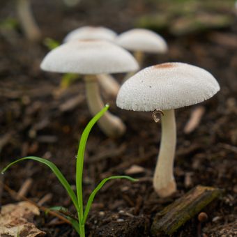 Ilustrasi jamur di tanah. 