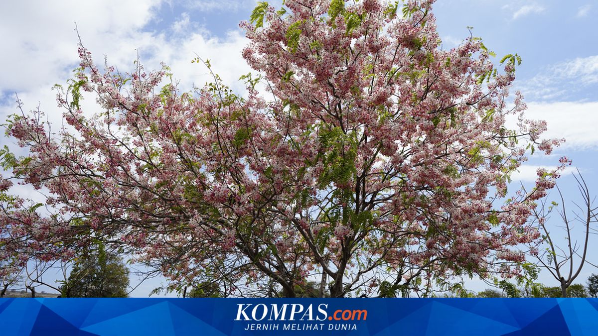 Sumba Punya Bunga Mirip Sakura, Suasana Jadi Seperti di Jepang