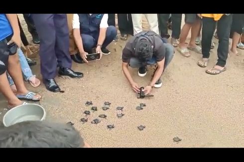 Terancam Punah, 49 Tukik Penyu Hijau Dilepasliarkan di Pantai