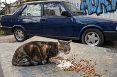 Mitos atau Fakta, Kemoceng Bisa Cegah Kucing Naik ke Kap Mobil