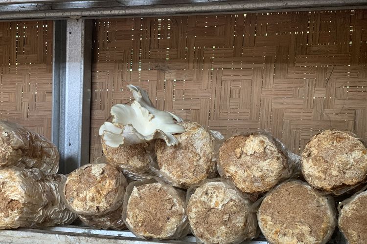 Jamur tiram punya ruang sendiri di Agroeduwisata Ragunan. Tempat budi daya jamur pangan ini terletak di antara pepohonan buah. Berbanding terbalik dengan rumah kaca tanaman hidroponik, jamur tiram justru tumbuh di rumah jamur berdinding anyaman bambu (kumbung).