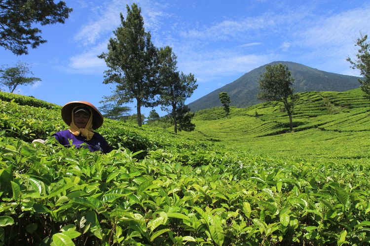 Objek wisata kebun teh di kaki gunung Dempo kota Pagaralam, sebelum masa pandemi Covid-19.