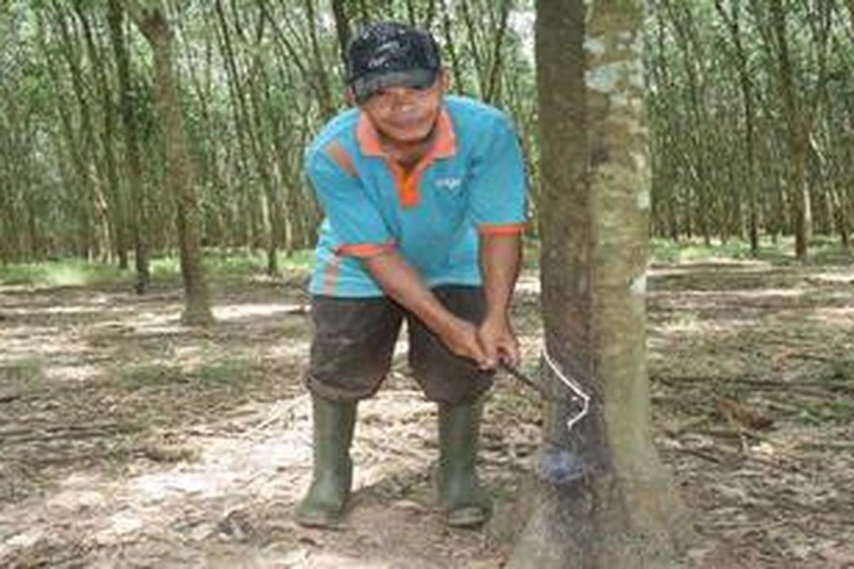 Legimin (38) tengah memeriksa torehan batang karet, Kamis (4/4/2013). Sudah belasan tahun ia menggantungkan penghidupan sebagai pekerja kebun karet PTPN VII di Kabupaten Banyuasin, Sumatera Selatan. Saat ini, sekitar 3,2 juta jiwa atau separuh penduduk Sumatera Selatan bergantung langsung pada karet yang menjadi komoditas utama provinsi itu.

