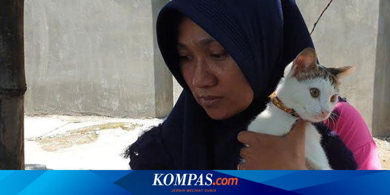 Viral Kucing Peliharaan Pukul Ular Kobra Pemilik Kepalanya Digigit Sampai Mati Halaman All Kompas Com