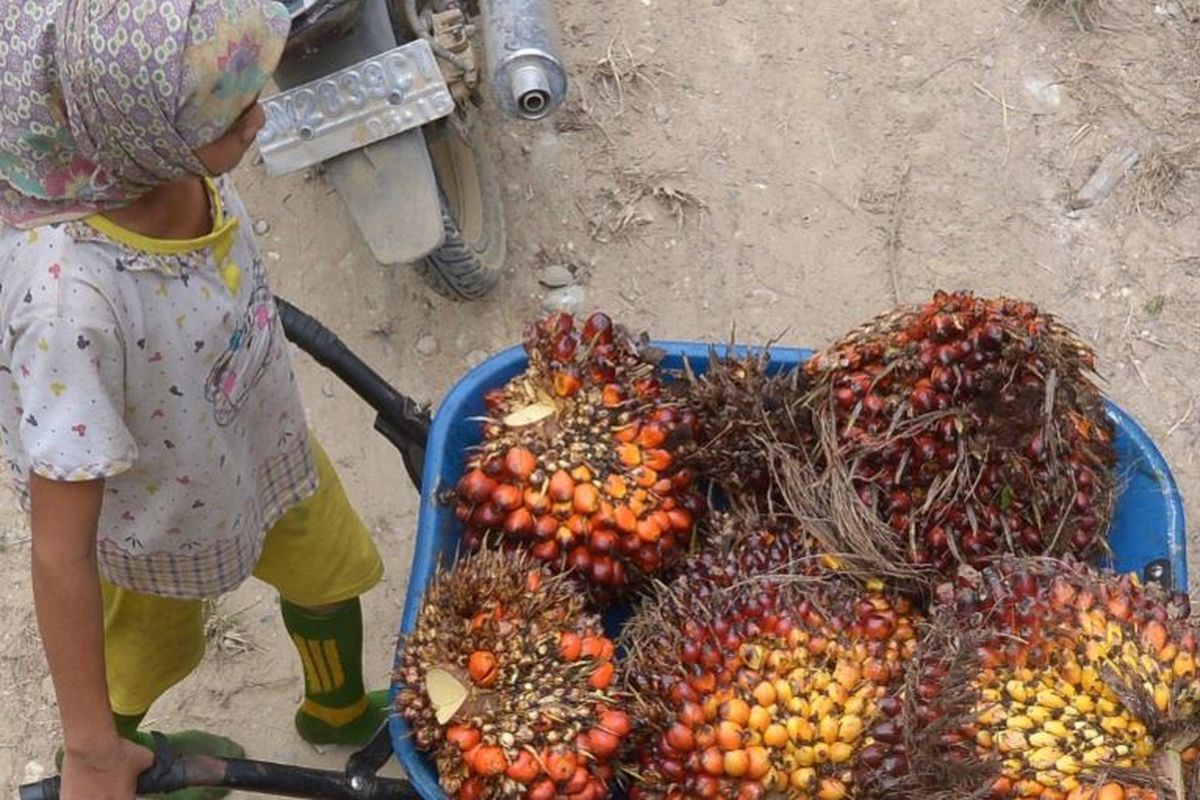 Seorang gadis mendorong gerobak saat bekerja di areal perkebunan kelapa sawit di Pelalawan, Provinsi Riau, 16 September 2015 