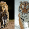 Bedanya Macan dan Harimau