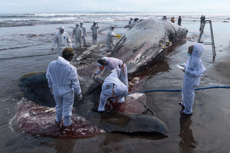 A veterinarian team conducts an examination on a dead sperm whale on the Yeh Leh beach in Jembrana, Bali, Indonesia, on April 9, 2023.  