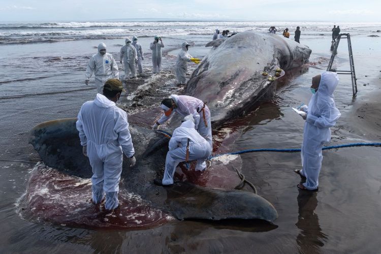 Apocalyptic image': More than 330 whales found dead in largest known whale  stranding event