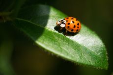 Ciri-ciri Ladybug, Tidak Hanya Berwarna Merah dan Hitam
