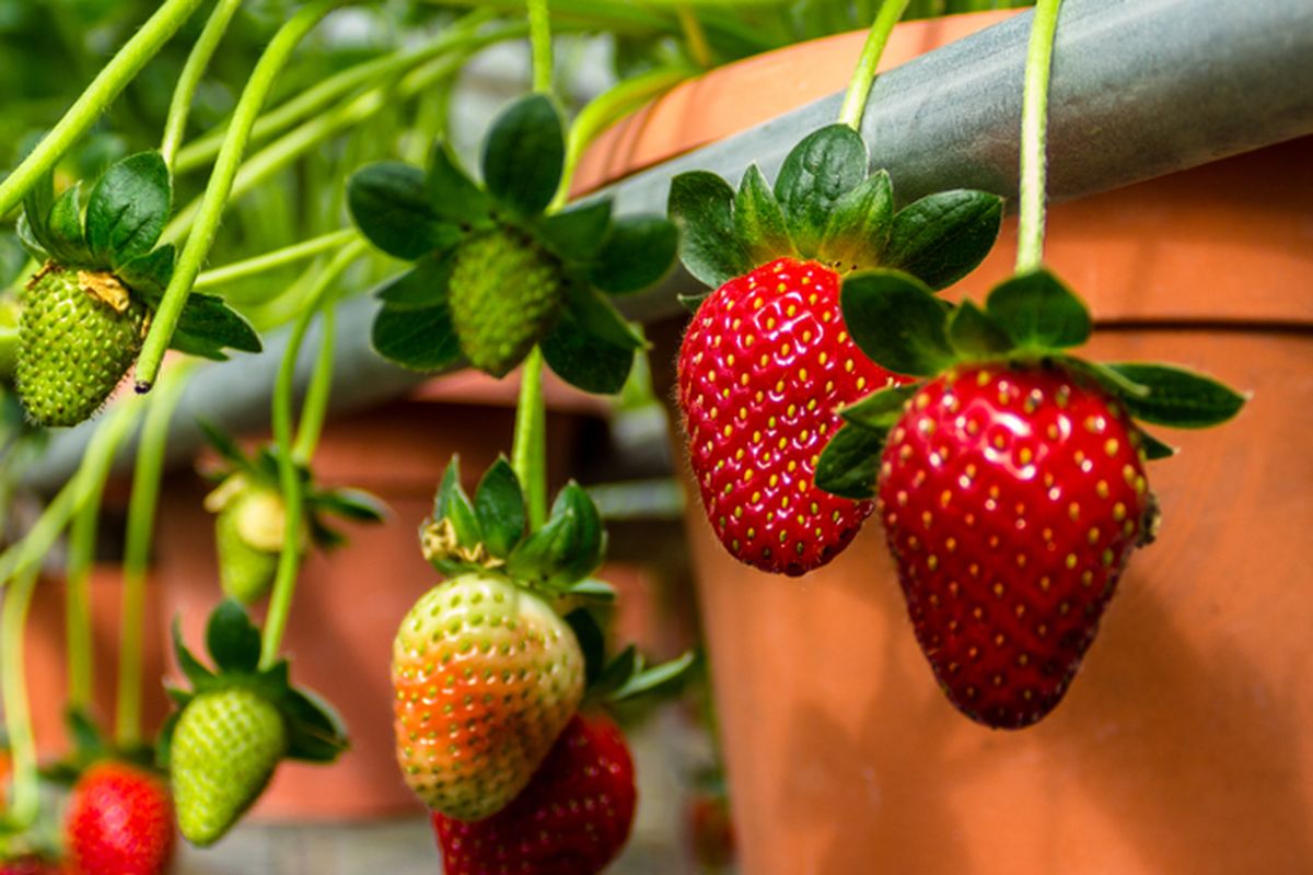Ilustrasi menanam strawberry di dataran rendah