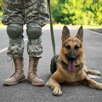 Ilustrasi anjing militer German shepherd.