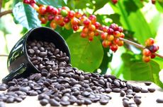 Kopi Robusta Asal Subang Tembus Pasar Mesir