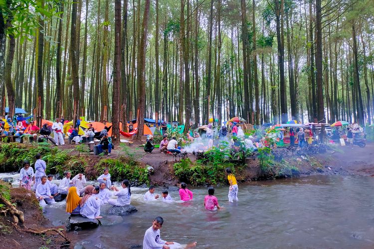 Hutan Pinus Poncosumo, Lumajang, Jawa Timur.