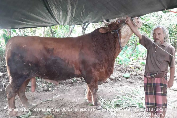 Penampakan hewan sapi yang akan dikurbankan di Selong Lombok Timur, berat mencapai 1,4 Ton