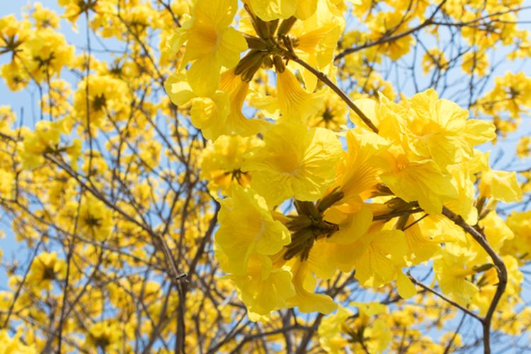 Ilustrasi tanaman bunga Tabebuya. 