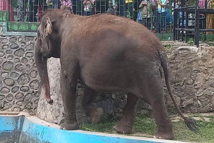 25 Tahun di TMSBK, Gajah Zidan Makin Agresif, Penanganan Diperketat dan Akan Dievakuasi