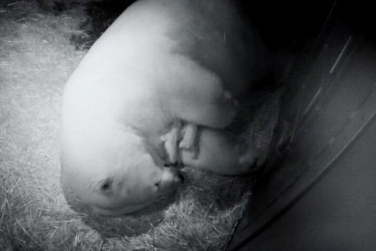 Liya sedang mengurus kedua bayinya yang baru lahir di Sea World Gold Coast, Australia.