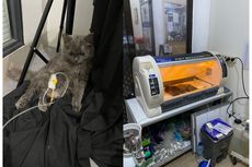 Seekor Kucing Mati Setelah Diberi Obat Scabies Semprot, Ini Kronologi dan Penjelasan Dokter Hewan