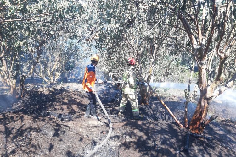 Petugas dari BPBD Kota Batu dan Dinas Pemadam Kebakaran dan Penyelamatan Kota Batu melakukan pemadaman di kebun jeruk dan jambu yang terbakar. 