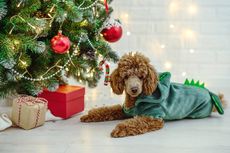 Apakah Pohon Natal Beracun untuk Anjing dan Kucing?