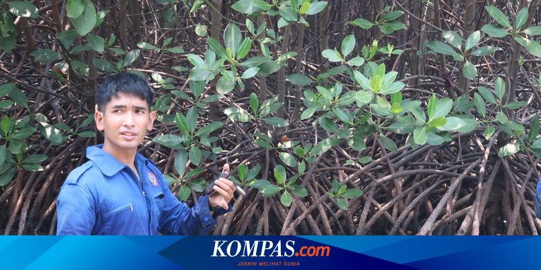 Bersama Politeknik AUP, Kementerian KP Evaluasi Penanaman Mangrove di Banten
