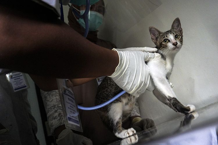 Petugas memeriksa kucing di Pusat Kesehatan Hewan (Puskeswan) Dinas Pertanian dan Pangan, Pekalongan, Jawa Tengah, Senin (28/9/2020). Memperingati Hari Rabies Sedunia, Dinas Pertanian dan Pangan Kota Pekalongan membuka pelayanan vaksin rabies gratis bagi warga yang memiliki hewan peliharaan kucing, anjing dan kera untuk melindungi hewan peliharaan dari penyakit rabies.