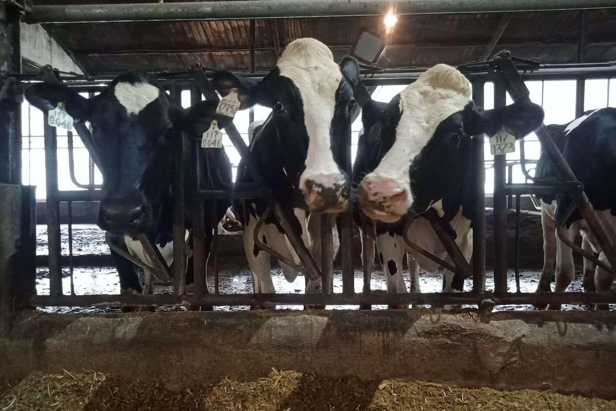 Sejumlah sapi holstein yang ada di Peternakan Greenfields di Desa Babadan, Malang, Jawa Timur.