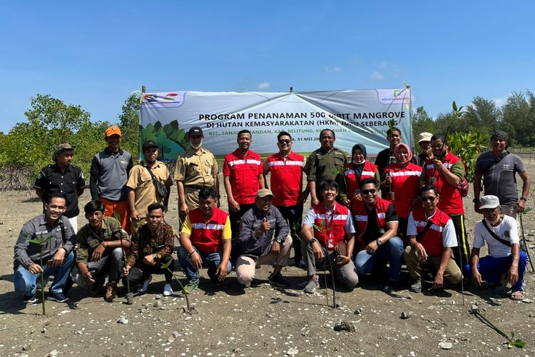 PT EPN menggelar aksi penanaman 500 bibit mangrove bersama kelompok Hutan Kemasyarakatan (HKm) Seberang Bersatu di Kawasan Belitung Mangrove Park, Desa Juru Seberang, Kecamatan Tanjung Pandan, Kabupaten Belitung, Kepulauan Bangka Belitung, Selasa (31/5/2022).
