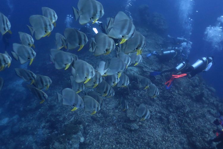 Wisatawan didampingi Wakatobi Dive Trip berada di dalam laut di Kecamatan Tomia, Wakatobi, Sulawesi Tenggara, Selasa (22/3/2022). Dinas Pariwisata Sulawesi Tenggara bersama Pemerintah Kabupaten Wakatobi terus mempromosikan wisata laut daerahnya yang memiliki sekitar 942 spesies ikan dan 750 spesies terumbu karang yang hidup di bawah lautnya.