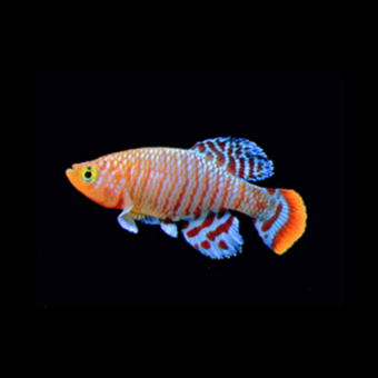 Killifish