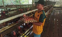 Kisah Penyandang Disabilitas yang Sukses Berternak Ayam Petelur di Tengah Hutan Kalimantan
