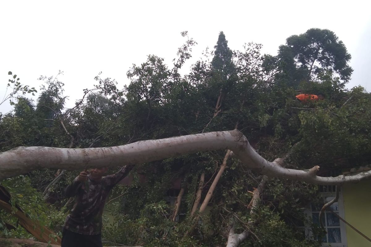 Pohon setinggi 25 meter di Sukabumi tumbang, timpa atap kantor kecamatan Kadudampit. Sabtu (3/10/2026)