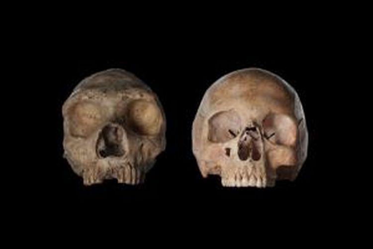 Tengkorak Homo neanderthalensis (kiri) dan tengkorak perempuan modern Homo sapiens.