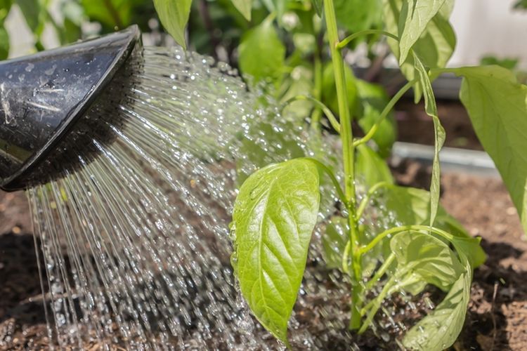 Ilustrasi menyiram tanaman sayuran. 