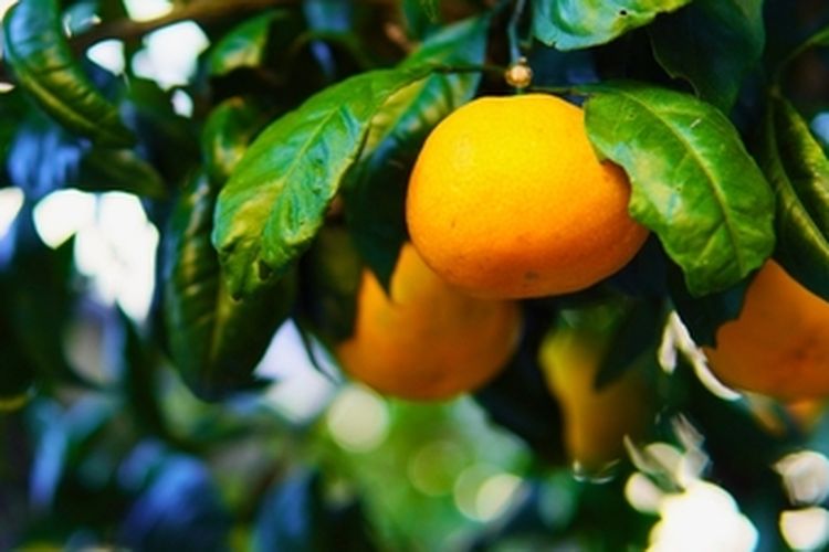 Tanaman jeruk mandarin