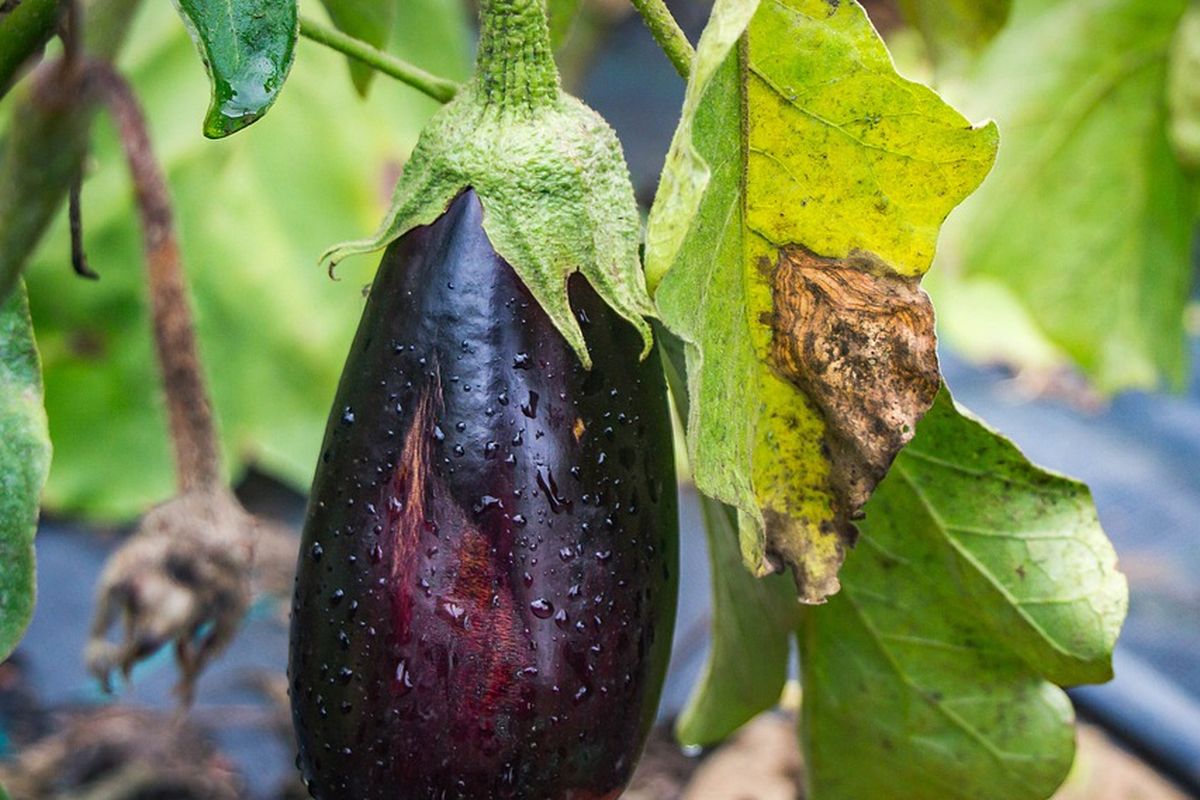 Ilustrasi tanaman terkena penyakit