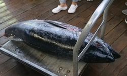 Cuma 4 dari 30 Perusahaan Tuna Laporkan Tangkapan, Bahayakan Keberlanjutan