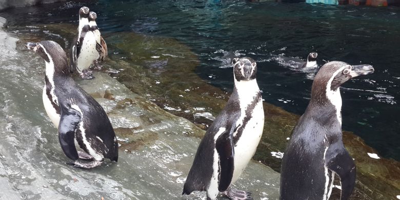 Sejumlah penguin yang ada di Eco Green Park, Kota Batu, Rabu (25/4/2018).