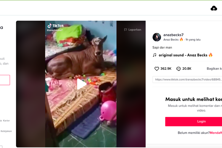 Viral sapi rebahan di dalam kamar