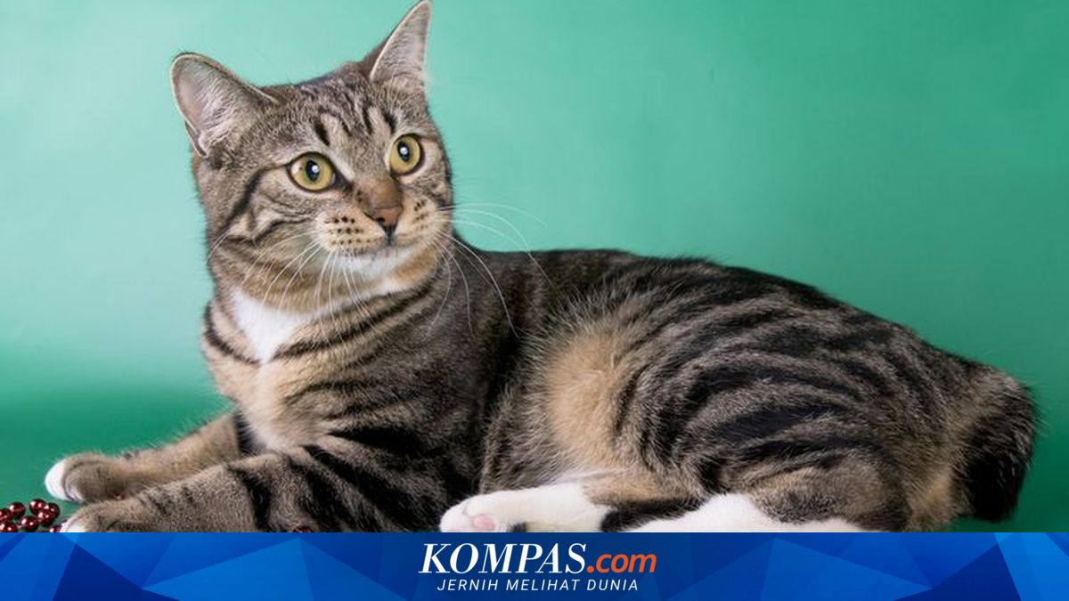 6 Ras Kucing Bobtail yang Unik dan Menggemaskan