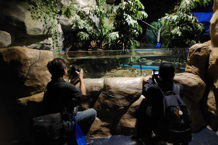 Peserta International Animal Photo Competition memotretbsatwa di Jakarta Aquarium.