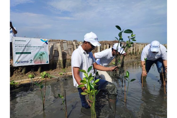 Program Growth Green dari Asuransi Rama menanam hingga 2.000 mangrove di Pesisir Trimulyo, Semarang, Jawa Tengah. 

