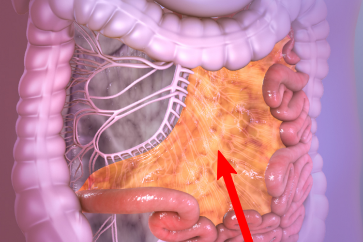 Mengenal Mesenterium, Organ Baru Manusia yang Berfungsi Menjaga Letak Usus